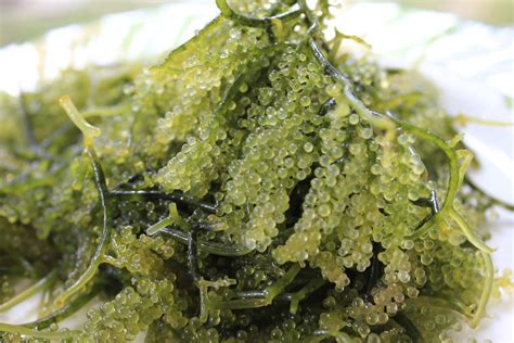 The Cultural Significance of Santa Cruz's Seaweed